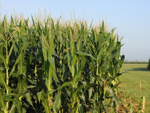 corn at corn college
