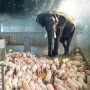 Piglets - Elephant in the barn
