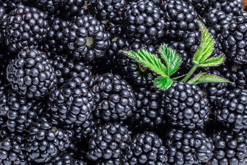 Blackberries