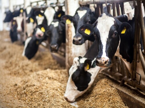 Dairy Cows TMR Feedbunk_Adobe Stock