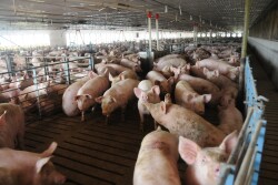 Cash traded feeder pig reported volume was below average for the week, with 7,705 head reported. Cash feeder pig reported prices were $90.54, down $5.81 per head from last week.