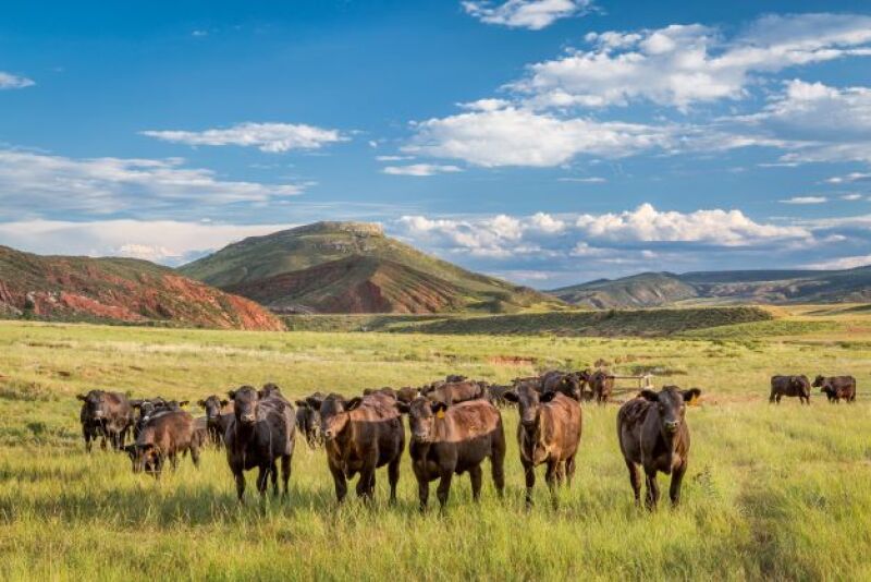 Adobe Black Steers