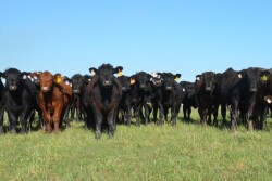 BT_Stocker_Cattle