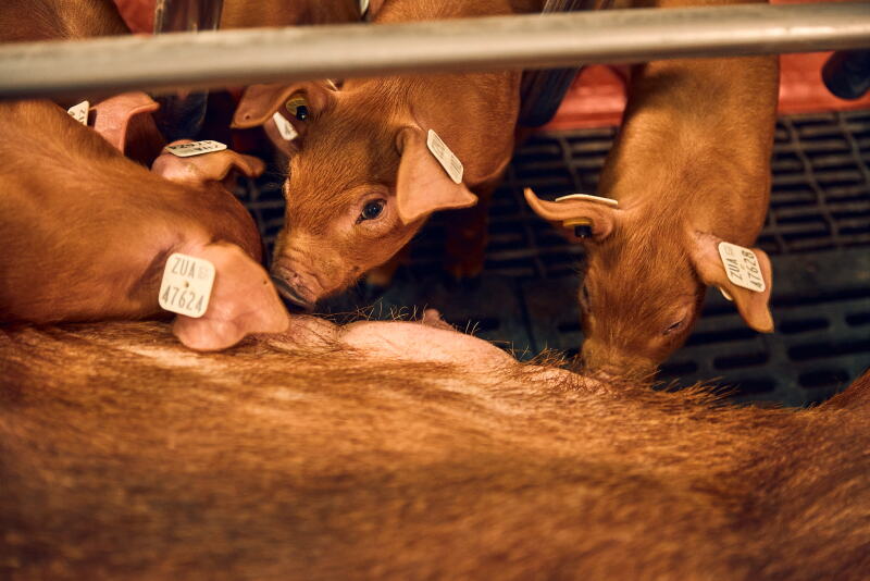 Pig Ranl FDA Grants PIC Approval for PRRS-Resistant Pig Gene-Editing Technology ...