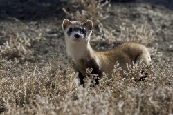 Black-footed ferret