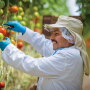 A worker picks tomatoes for Wholesum Family Farms, which has been growing organic tomatoes for more than 30 years. The company also offers organic cucumbers, squash, eggplant and bell peppers.