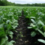 Field of collard greens