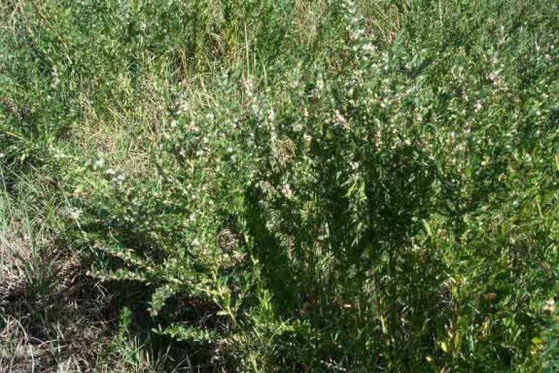 sericea_lespedeza