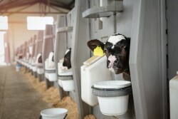 Calf Pails_Adobe Stock