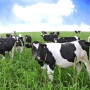 DT_Dairy_Heifers_Netherlands_Europe