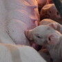 Piglet nursing on sow