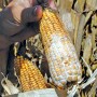 Moldy Corn