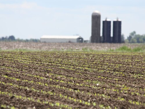 corn-field-planted-farm.jpg