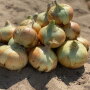 Pile of onions in a field
