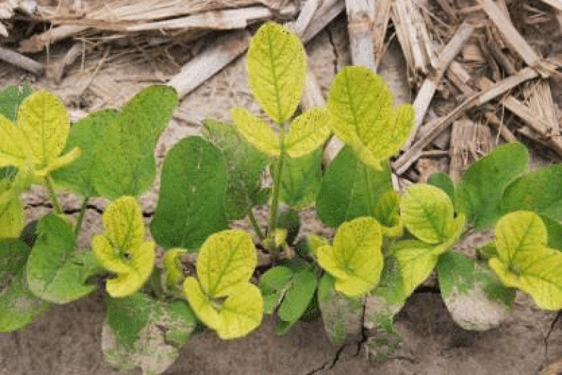 Iron_chlorosis