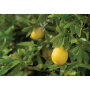 Lemons are among the summertime citrus favorites available from Sunkist Growers Inc., says Christina Ward, director of global brand marketing. The company’s product line also includes oranges, limes and grapefruit.