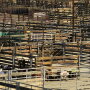 Ty Krebs, owner of Krebs Ranch in Gordon, Nebraska, works to set up his yard pen for cattle he is showing during the National Western Stock Show on January 8, 2019 in Denver, Colorado. 