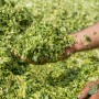 Fresh Corn Silage