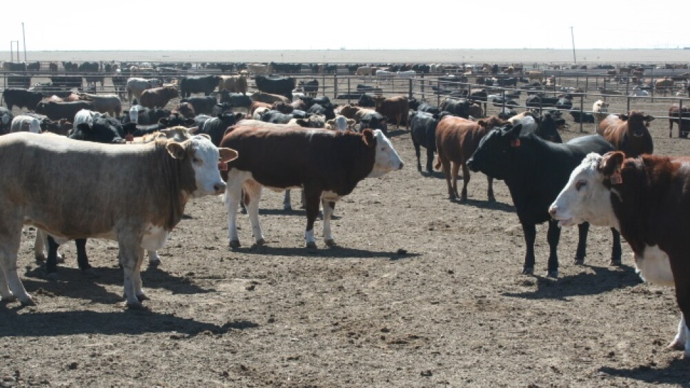 Feedlot_Cattle