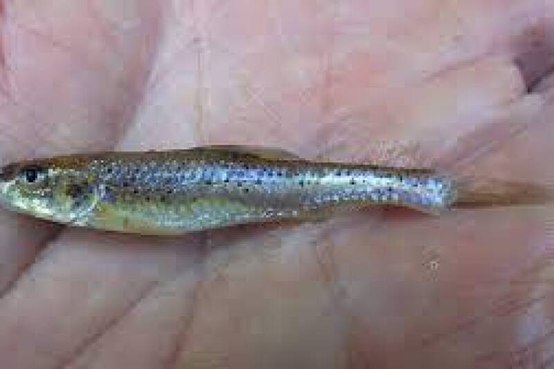 shoal chub