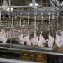 Chicken_Plant_2_Poultry