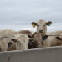 BT_Feedlot_Steers
