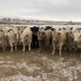 Charolais Steers