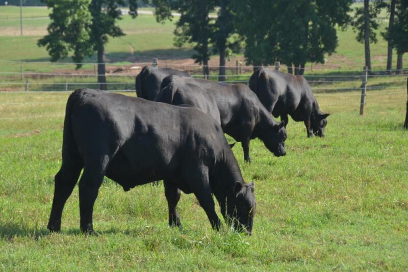 Young Angus bulls grazing Bermuda.
