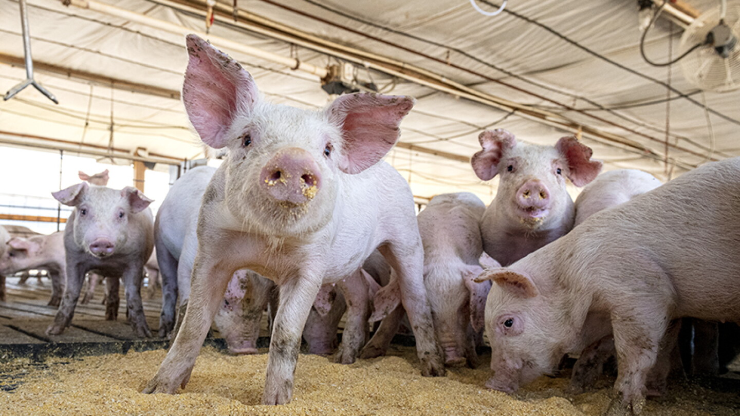 June Hogs and Pigs Report: Steady Inventory and Razor Thin Margins