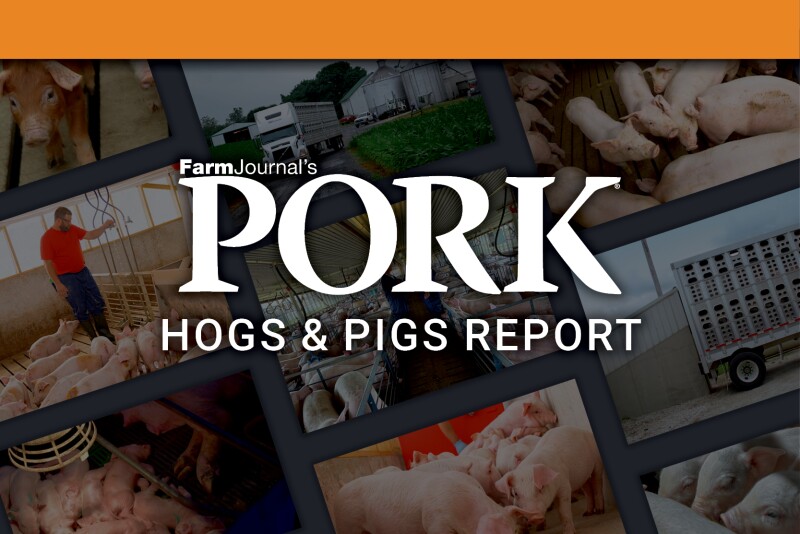 Pork Hog & Pigs Report.jpg