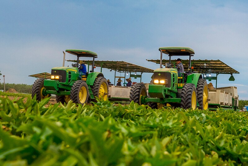 Workers harvest sweet potatoes at Livingston, Calif.-based A.V. Thomas Produce.