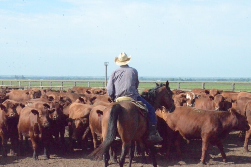 BT_Feedlot_Cowboy_Red_Cattle