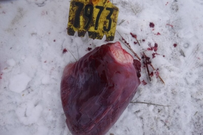Fig. 1. The heart image depicts serous atrophy of cardiac fat.
