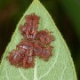 Asian longhorned ticks.jpg