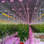 Red Sun Farms and Sollum lighting trial