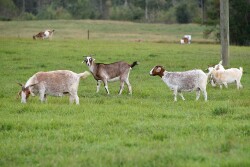 goats.jpg