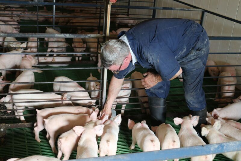 pig farmer