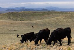 Dodge Ranch WY