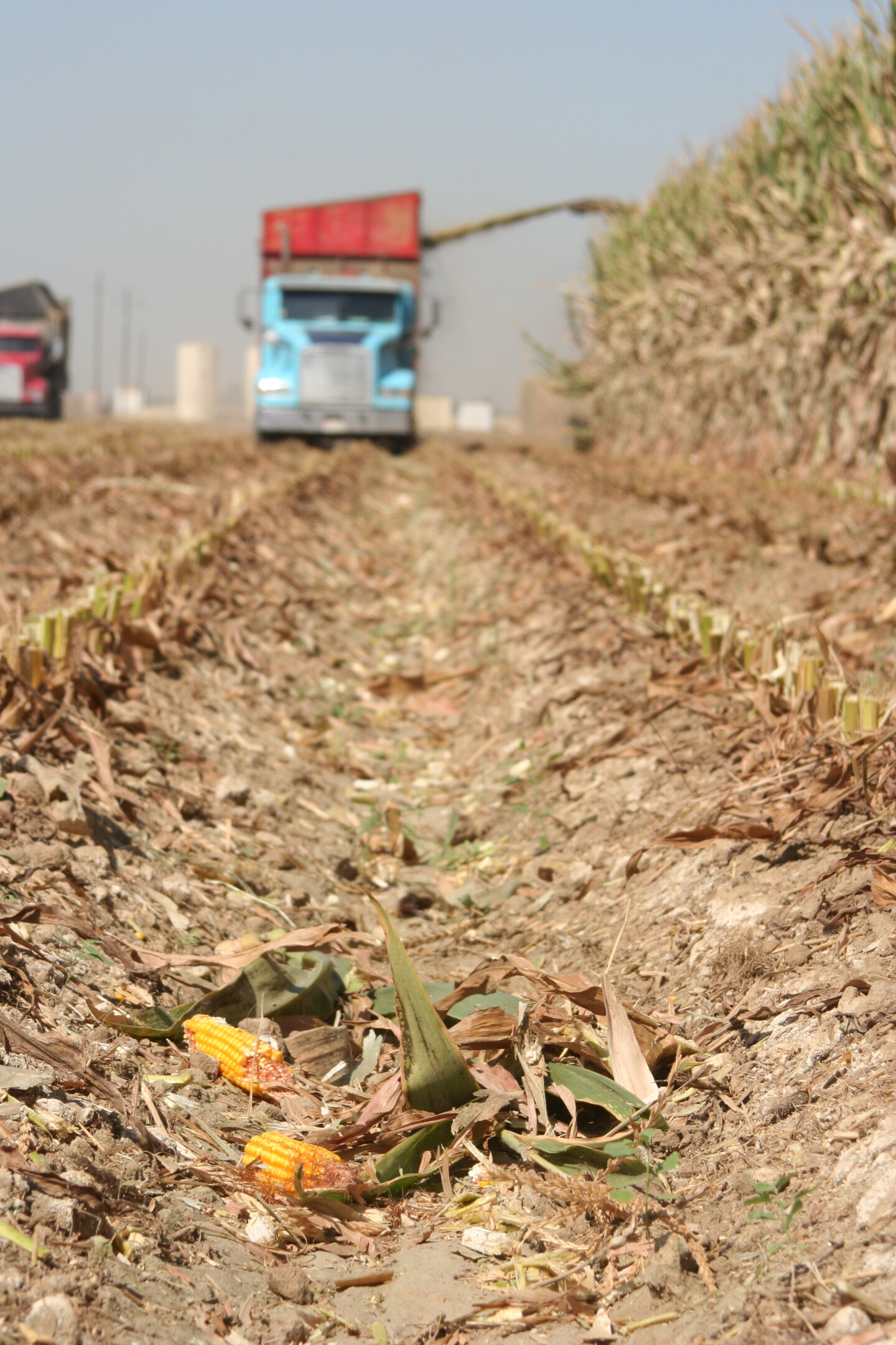 Harvesting corn silage.