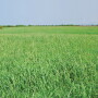 CRP Land Conservation_Darrell Smith