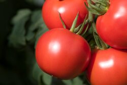 Tomatoes