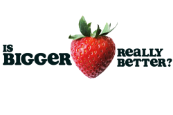 Are bigger berries better?