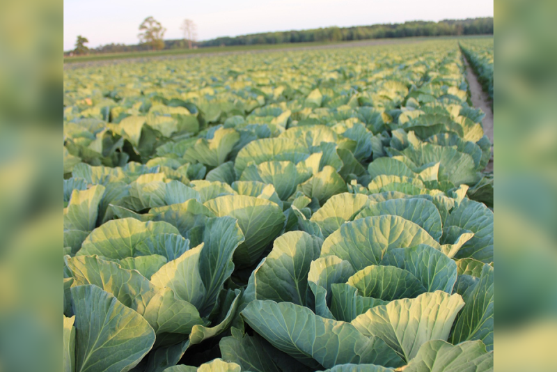 cabbage field