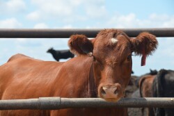 BT_Feedlot_Heifer