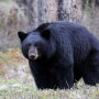 Black_Bear