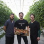 Keith Vis (from left), Devin Jasper and Dirk Vis with a box of Frank & Able tomatoes-on-the-vine in their Redcliff, Alberta greenhouse.  

