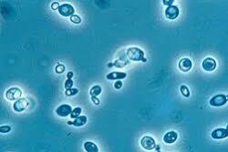 Yeast cultures potentially could produce any of dozens of cannabinoid compounds that occur in low concentrations in cannabis plants but might have medicinal value.