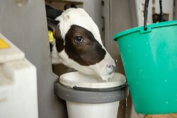 Calf Drinking Milk_Adobe Stock
