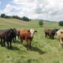 cattle_in_pasture