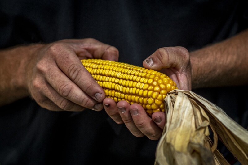 Ear of corn